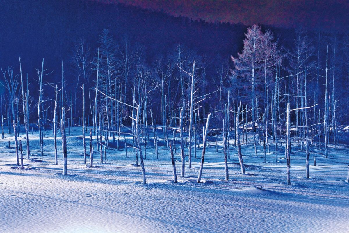 カラマツの影が強調される氷結・積雪後のライトアップ