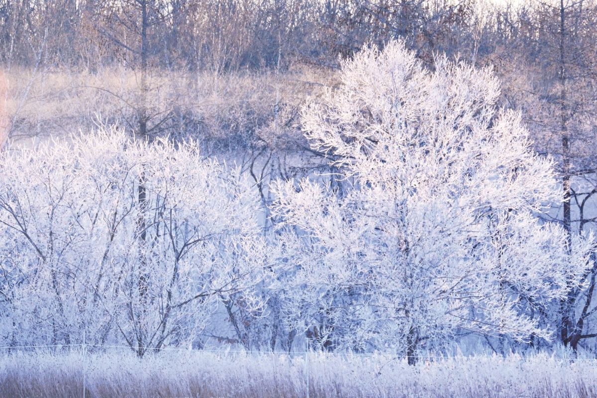 猿別川の水面から立ち上る水蒸気が樹木に付する