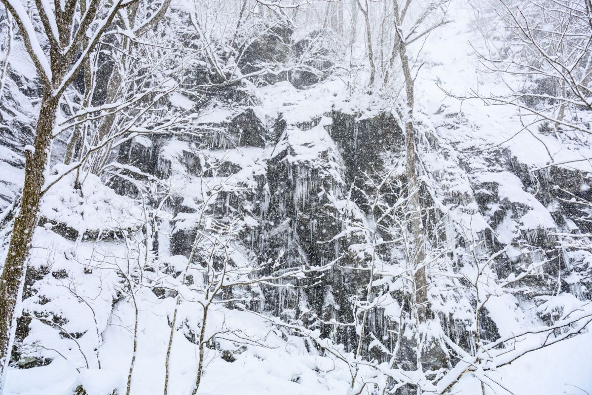 奥入瀬渓流バスツアー
