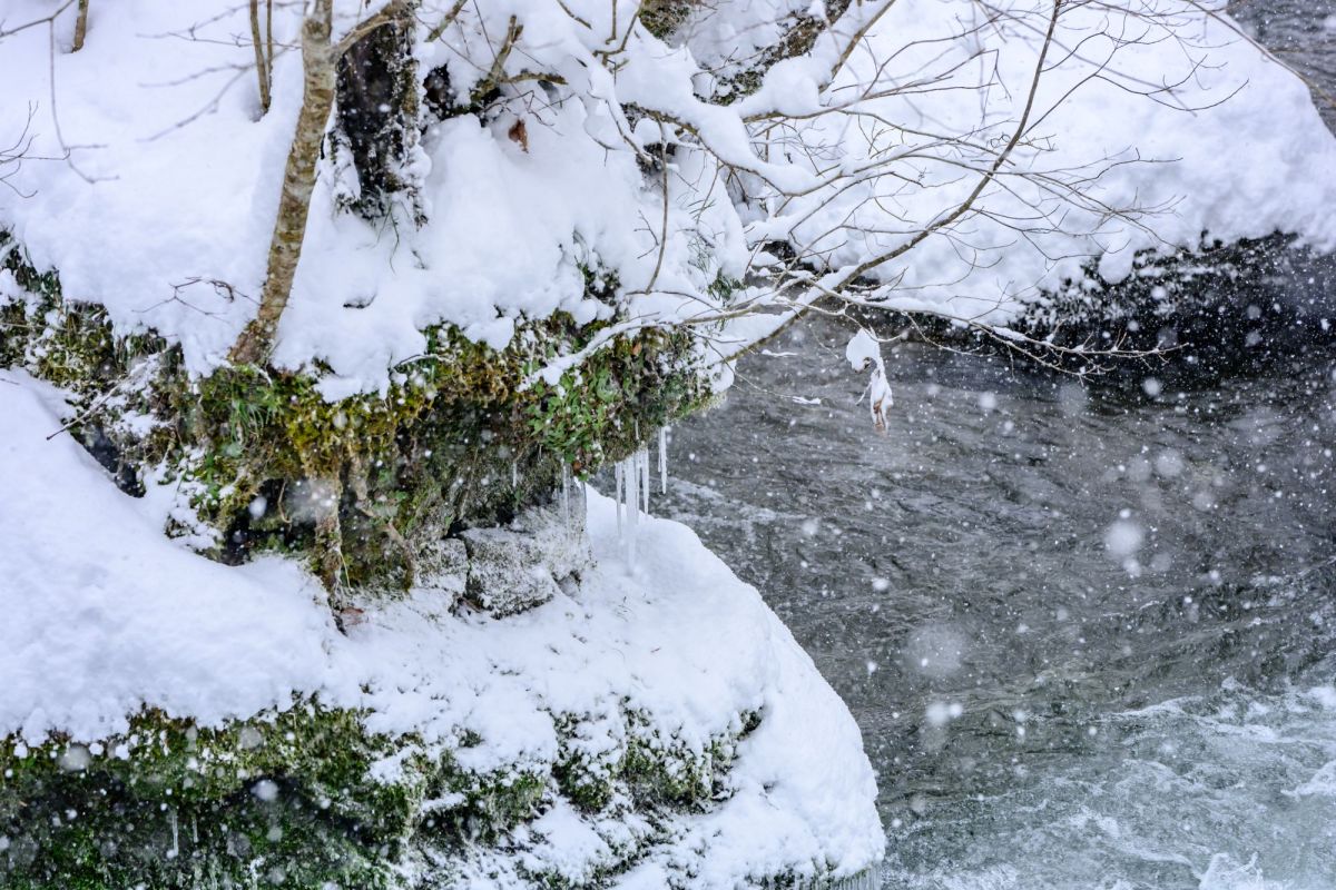 奥入瀬渓流の苔