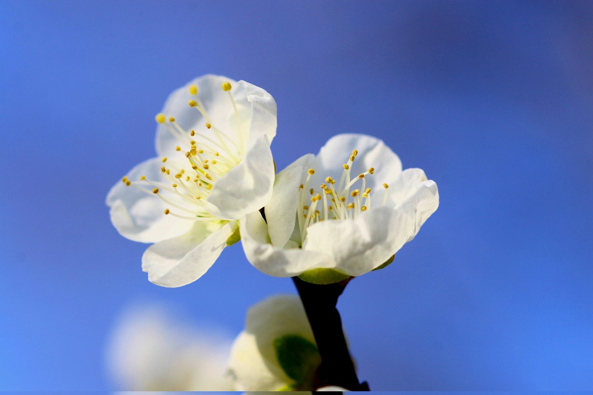 水戸の梅まつり。偕楽園。白色一重咲の月影