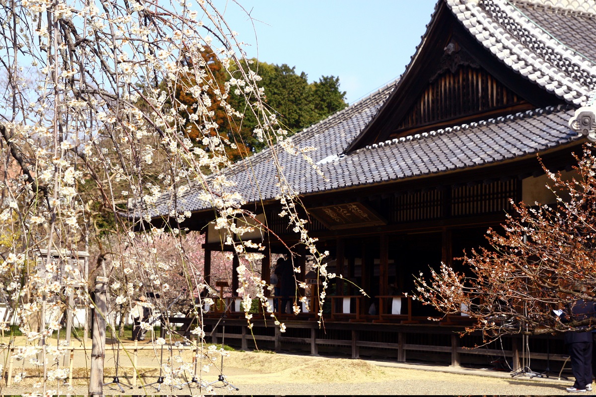 学びの場・弘道館の落ち着いた梅