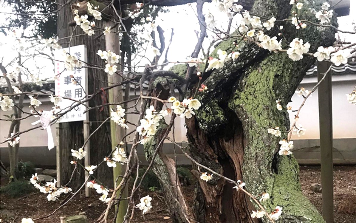 古木だが今も美しい花を咲かせる鈴梅