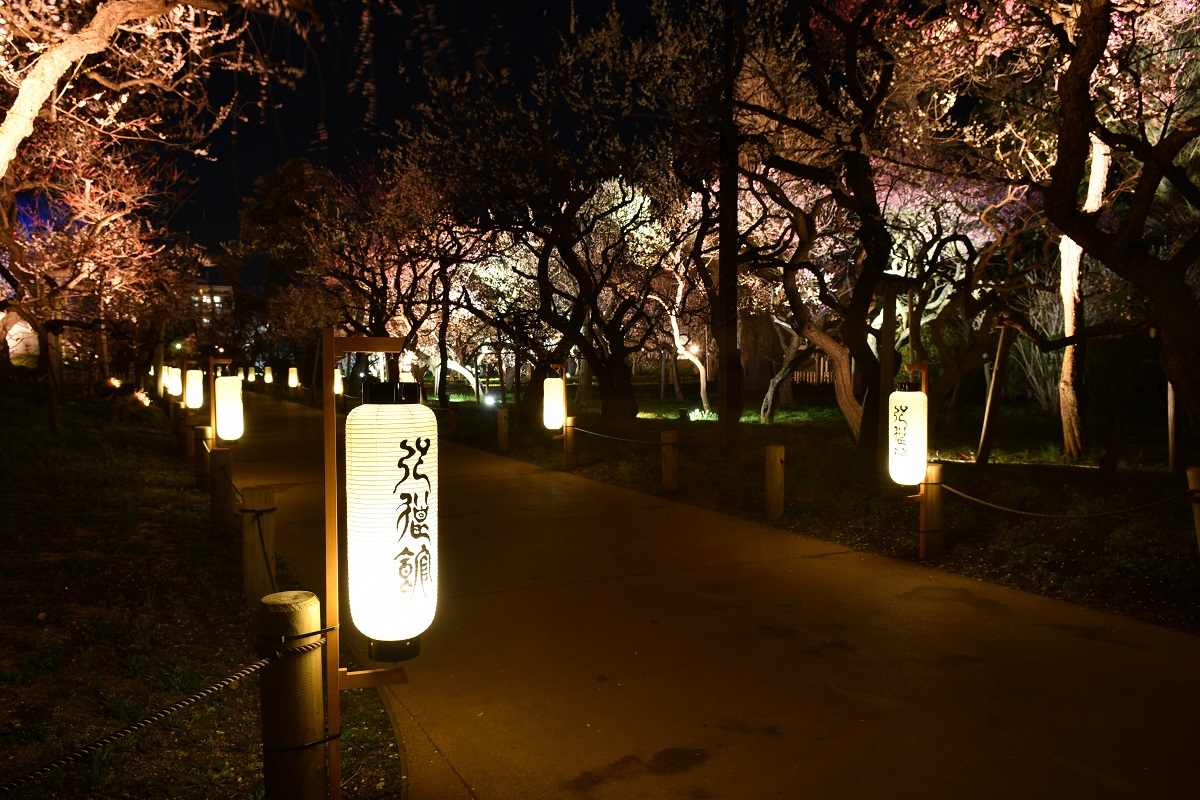幻想的な「夜・梅・祭」