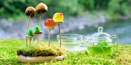 「奥入瀬渓流ホテル by 星野リゾート」の新・春の風物詩！ 苔の花を楽しむ「春のお苔見」開催