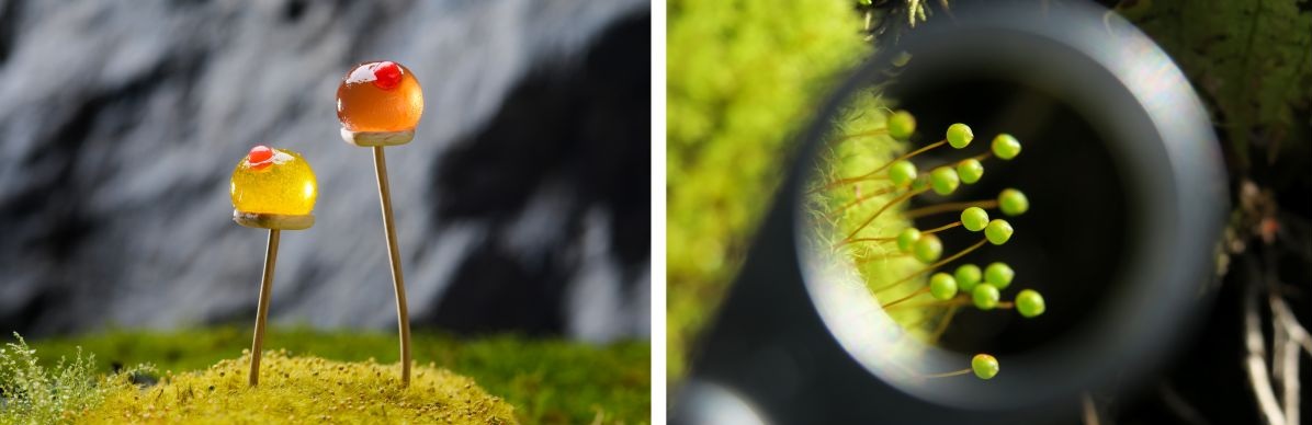 タマゴケをイメージしたパートドフリュイ