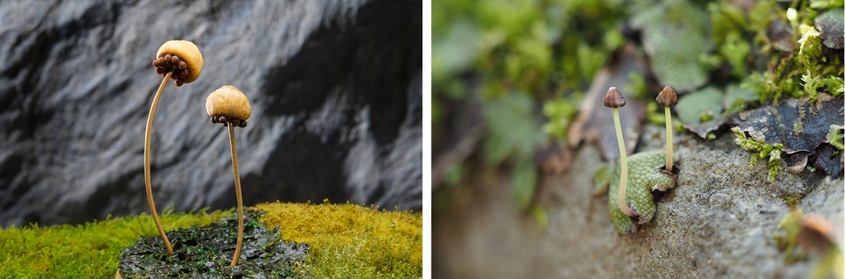 ジャゴケをイメージしたドライフルーツチョコ