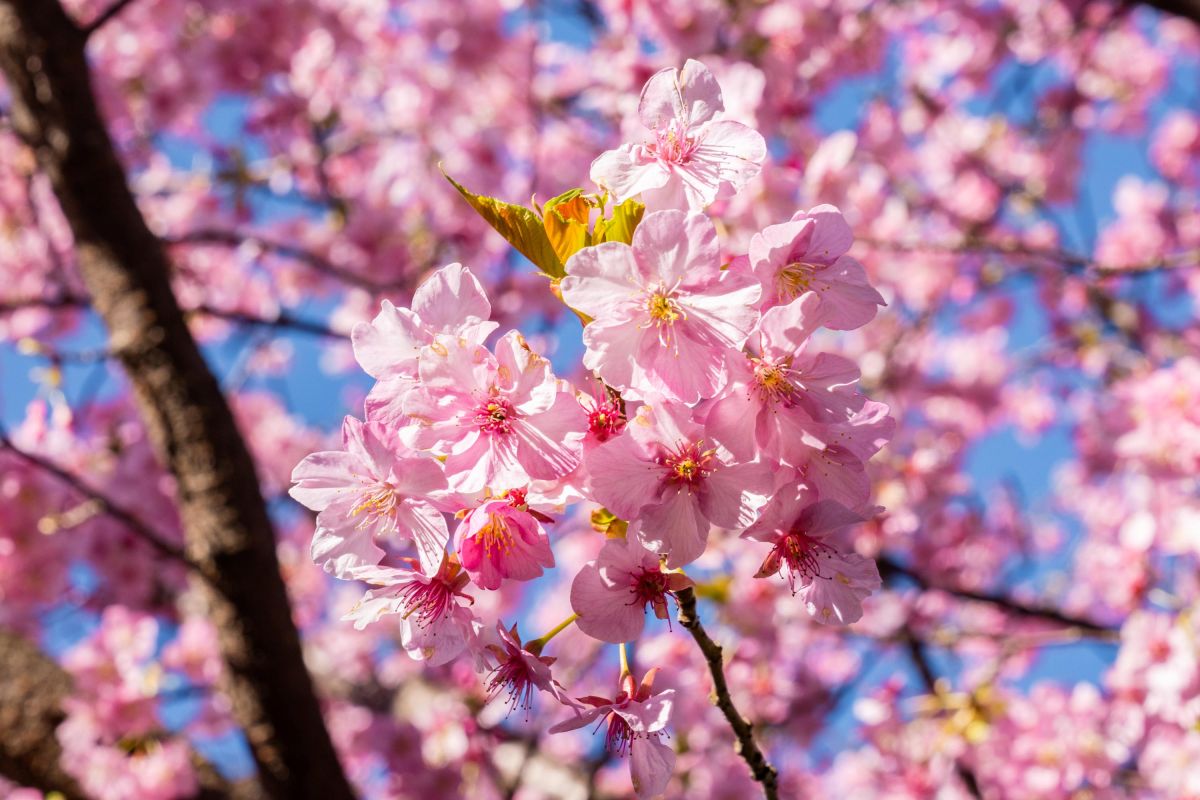 河津桜