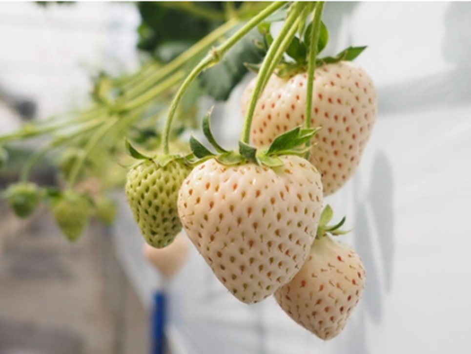 「真珠姫」 完熟の白桃やライチのような甘みが特徴の白いちご
