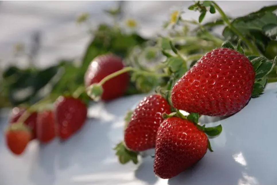 「真紅の美鈴」 バナナやトロピカルフルーツのような濃い甘みが特徴の黒いちご