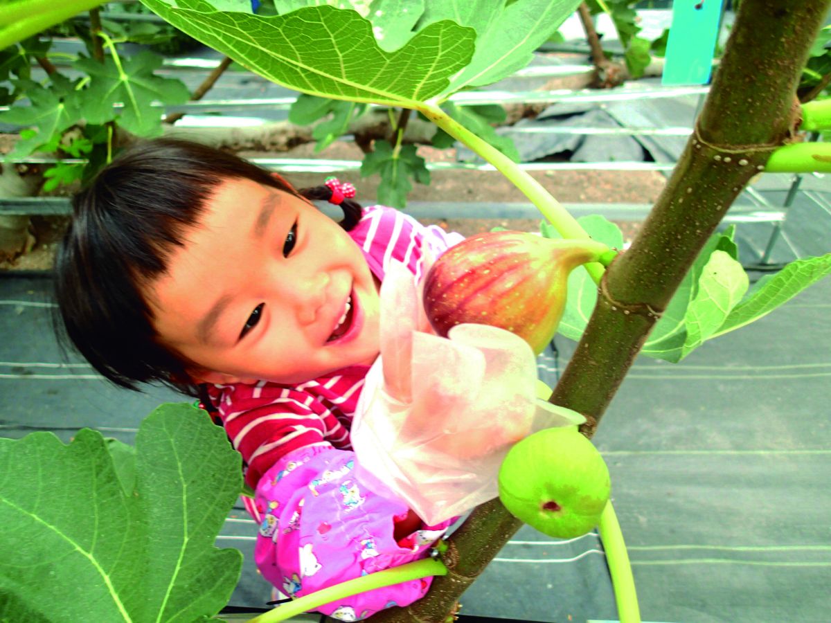 いちじく狩り体験