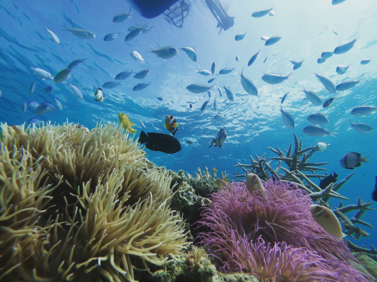 美しいサンゴ礁と無数の魚たちが泳ぐ海の世界へ