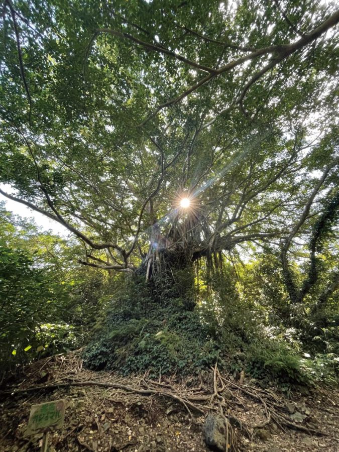神秘的な自然の美しさを体感できる加計呂麻島上陸観光