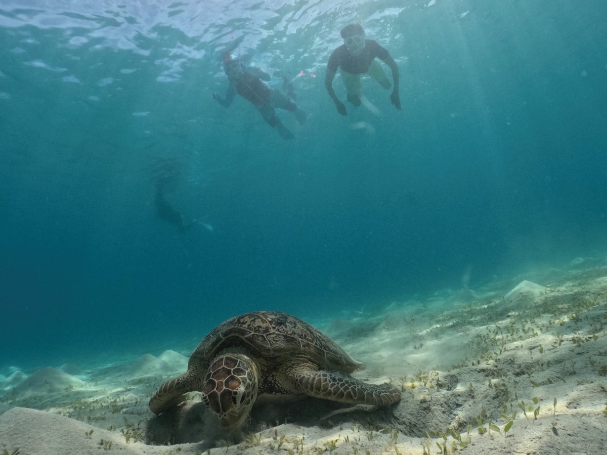 加計呂麻島の美しい海はウミガメとの遭遇率も高い