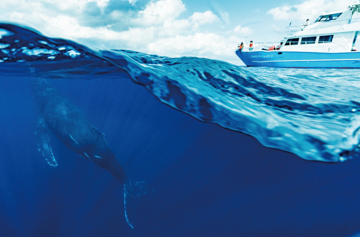 冬季（1～3月）はホエールウォッチング・スイムも実施している