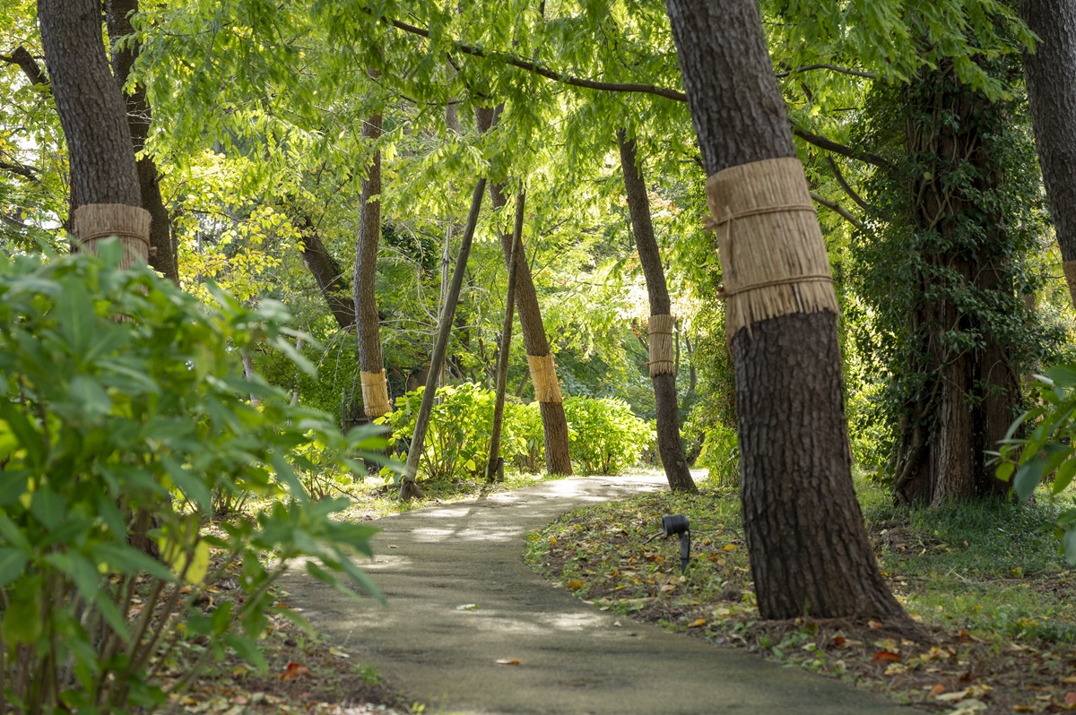 木立に囲まれた小道をたどって「菊水日本酒文化研究所」へ