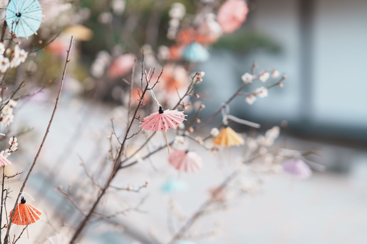 境内の梅の枝に「傘みくじ」初穂料300円を結び、願いを託して