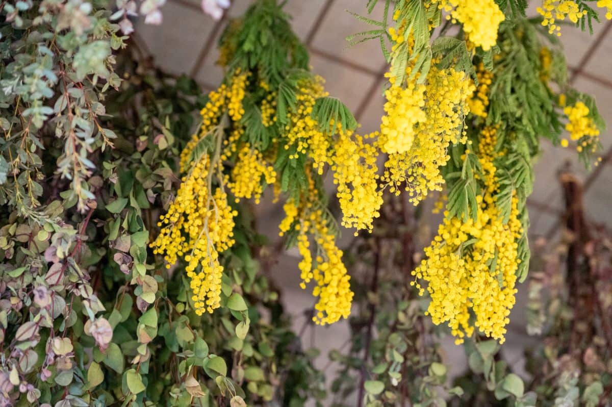 「ローランズ」で制作中のミモザのドライフラワー。5日間干してもきれいなイエローをキープ