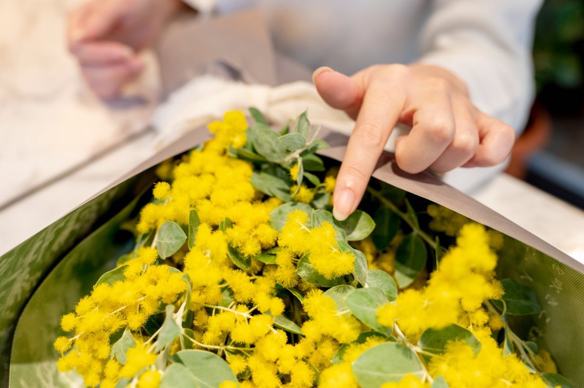 開花した真珠葉アカシアの花。まるでヒヨコのようなふわふわ感がキュート！