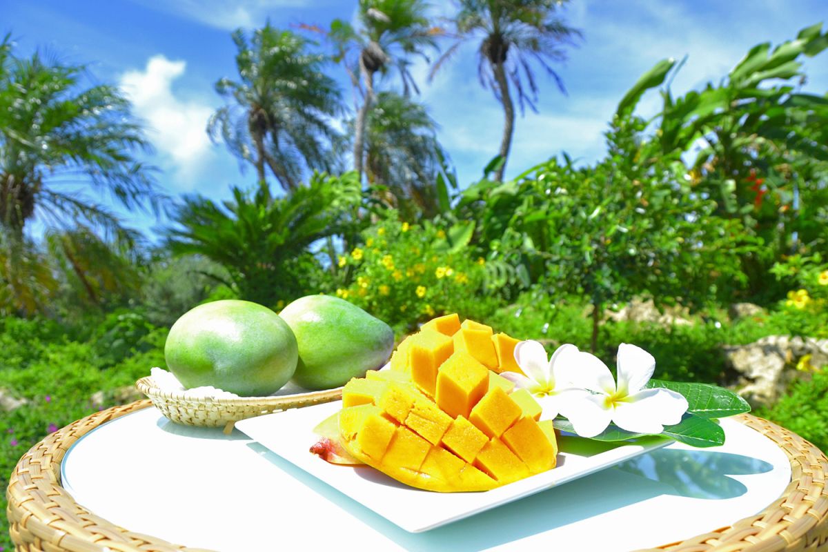 【沖縄・宮古島】「まいぱり宮古島熱帯果樹園」で南国フルーツを堪能