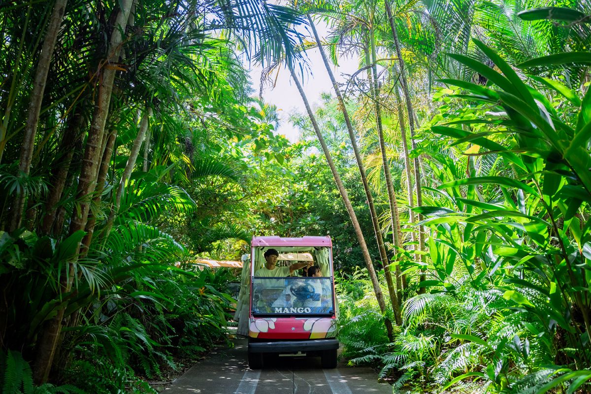 樹齢40年以上のアレカヤシ群は圧巻！