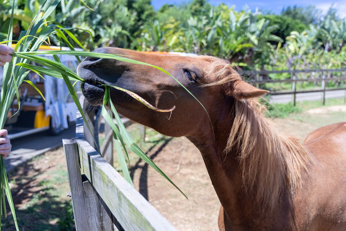 おとなしい宮古馬