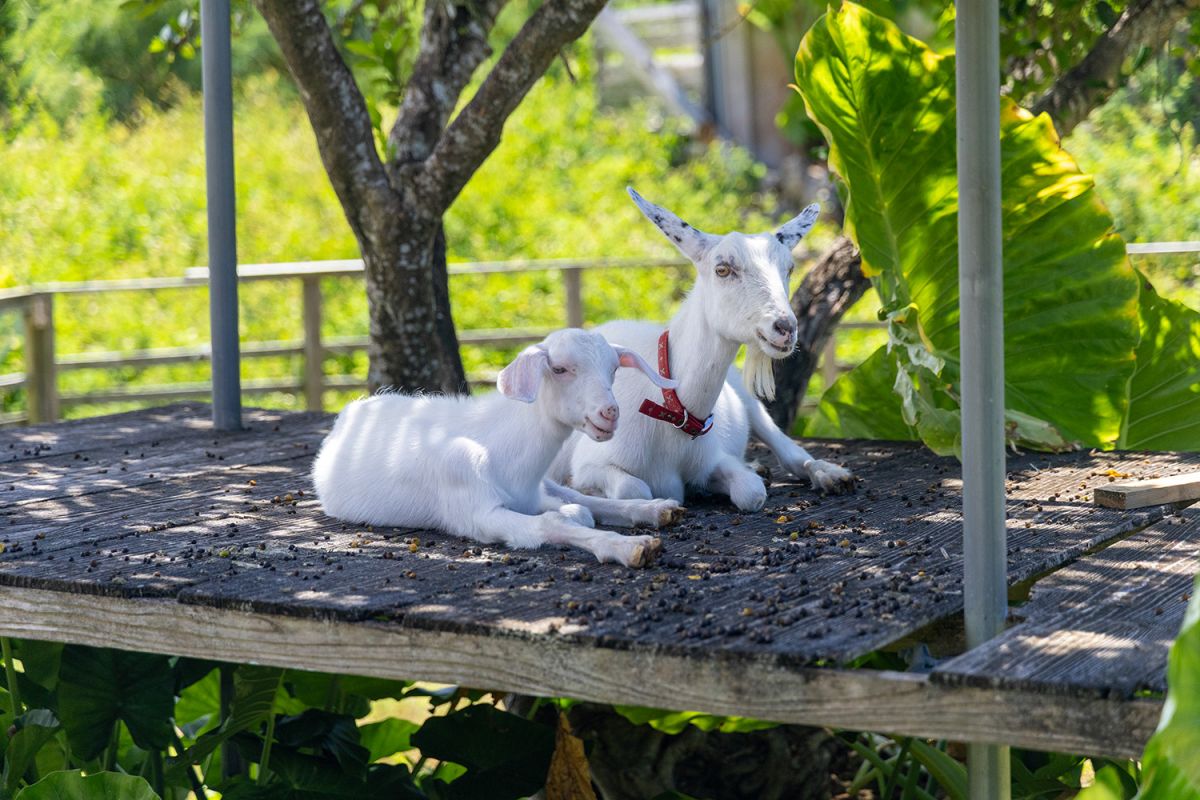 真っ白でかわいいヤギ