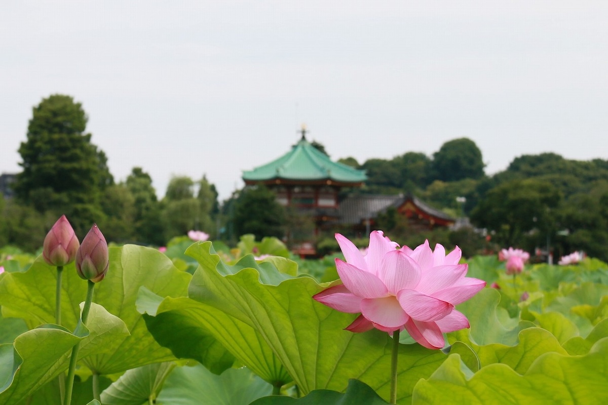 不忍池蓮の花
