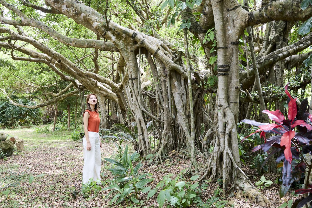 ガジュマルの古木は、工房がある白保地区の文化財になっています