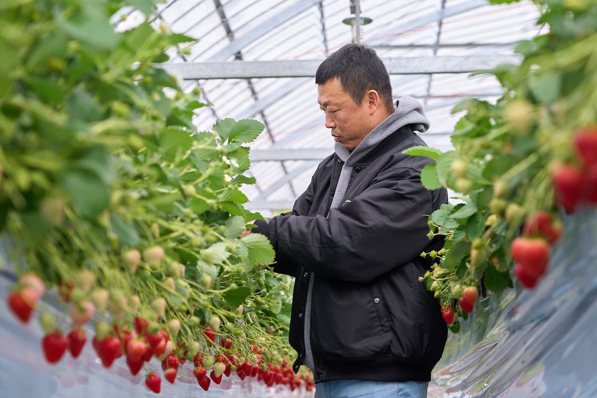 オーナーといちご農園