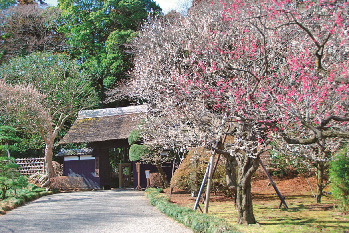 昭和20年（1945）の戦火にも焼け残った好文亭表門