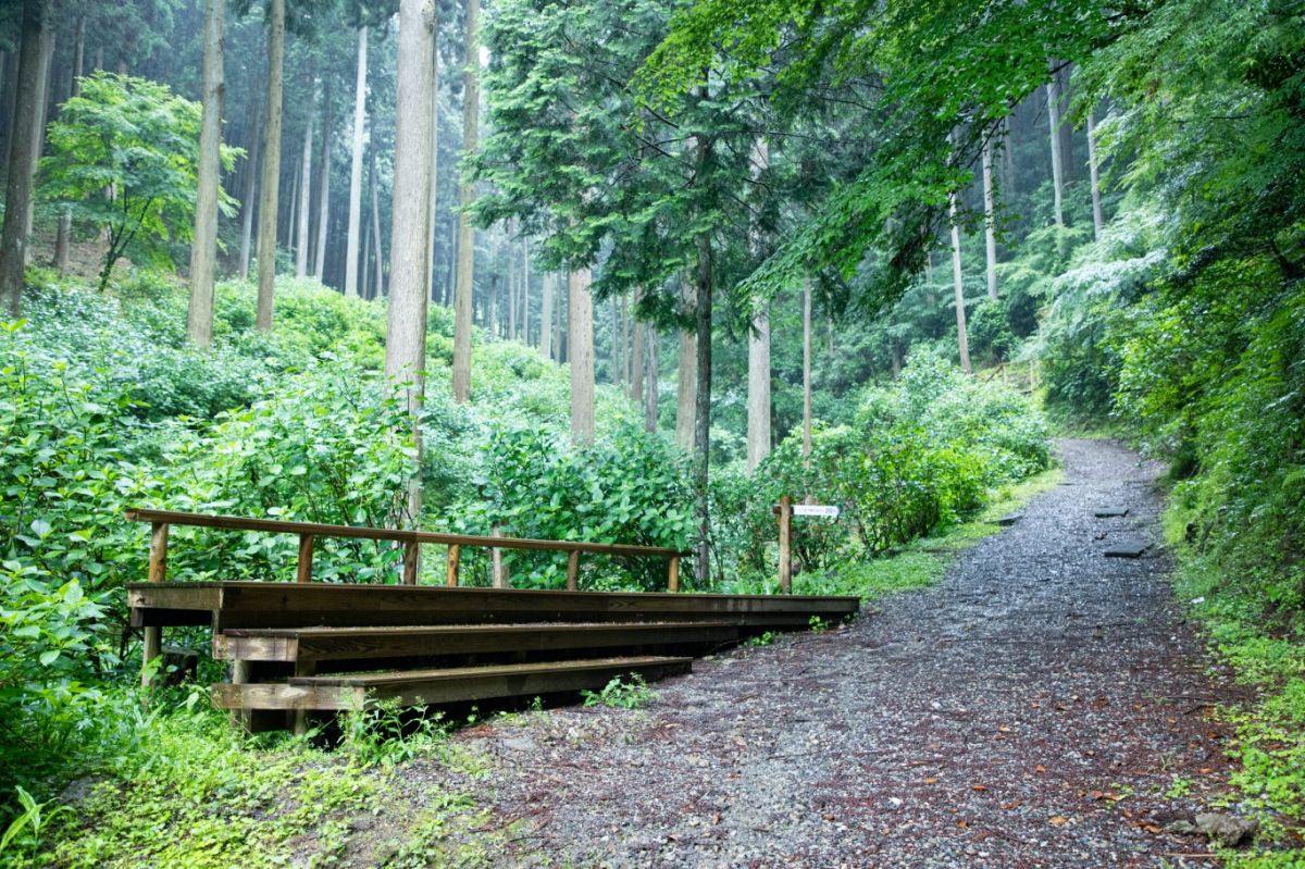 アジサイの群生地。より近くでアジサイを眺められるウッドデッキもある