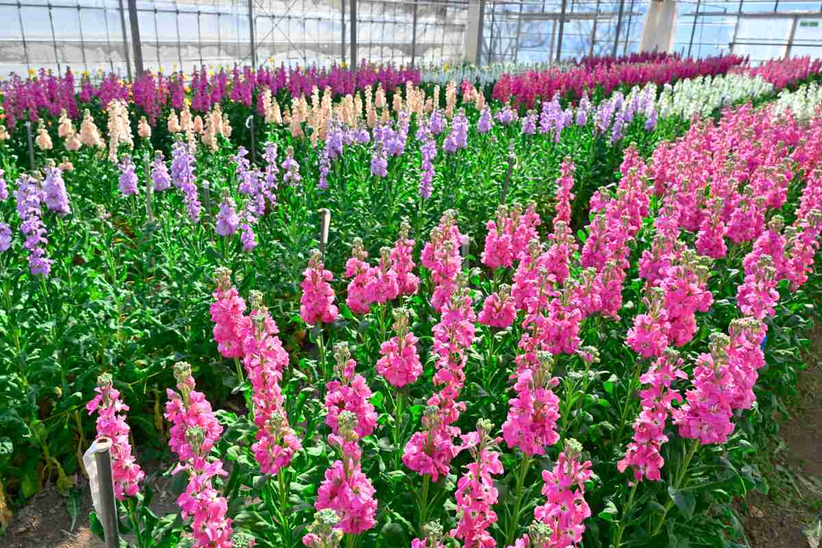 道の駅 おおつの里 花倶楽部