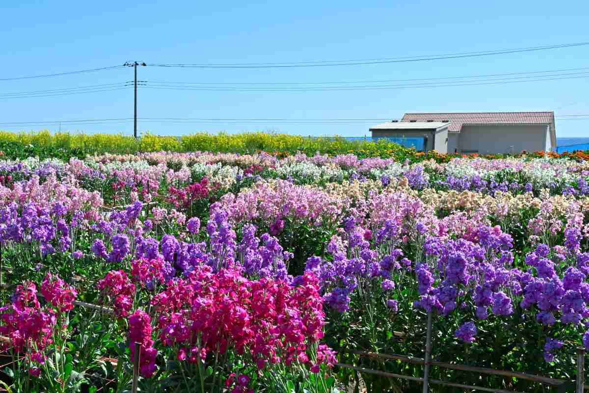 白間津お花畑