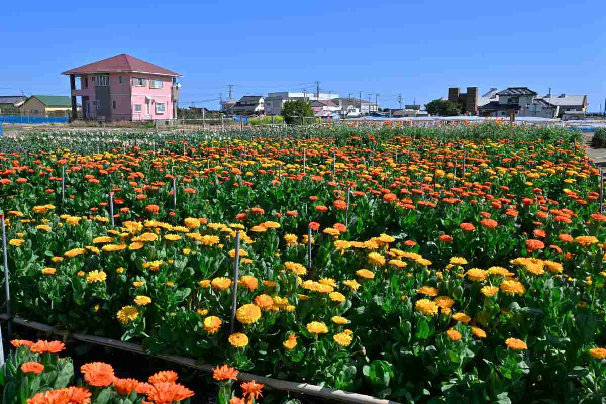 千倉花畑（千田の花畑）