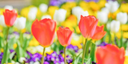 春の季語を一覧でチェック！｜2月・3月・4月の時期にあわせた分類と使いやすい季語