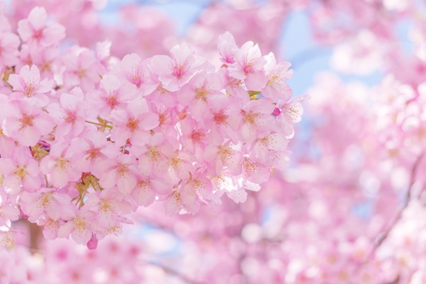 桜
