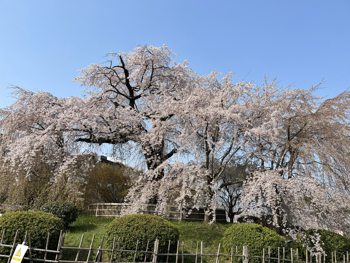 【2026年最新】近畿（関西）のお花見スポット10選 桜の見頃の時期から鑑賞する穴場・ライトアップが見れる場所までご紹介