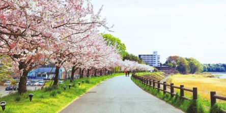 【2026年最新】栃木県のお花見スポット18選 桜の見頃の時期から鑑賞する穴場・ライトアップが見れる場所までご紹介