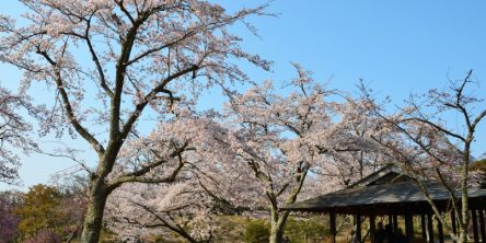 【2026年最新】伊豆・熱海のお花見スポット10選 桜の見頃の時期から鑑賞する穴場・ライトアップが見れる場所までご紹介