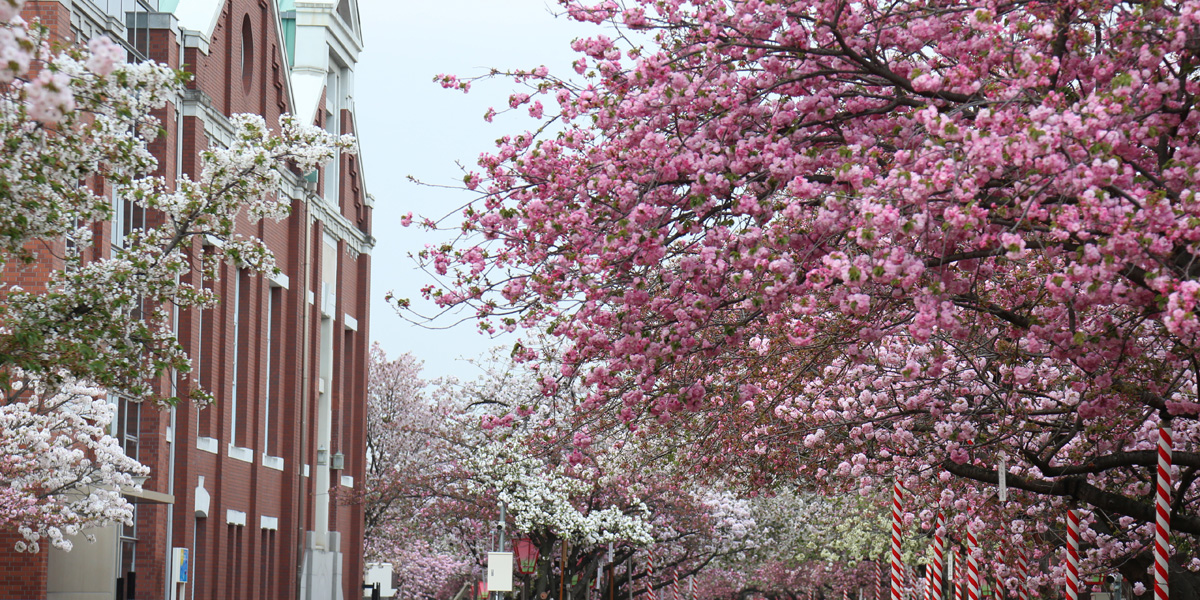 【2026年最新】大阪府のお花見スポット9選 桜の見頃の時期から鑑賞する穴場・ライトアップが見れる場所までご紹介
