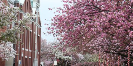 【2026年最新】大阪府のお花見スポット9選 桜の見頃の時期から鑑賞する穴場・ライトアップが見れる場所までご紹介