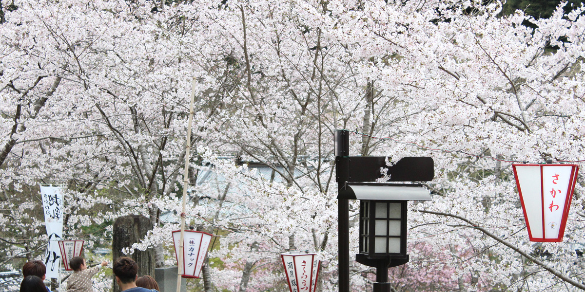 【2026年最新】高知県のお花見スポット11選 桜の見頃の時期から鑑賞する穴場・ライトアップが見れる場所までご紹介