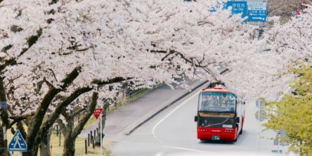 伊豆の桜スポットを巡る！「界 アンジン」と「界 伊東」の「桜オープンバスツアー」
