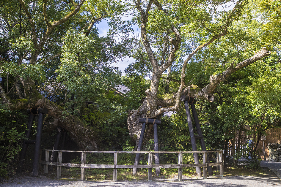 外宮の宮域内で最も古い楠の一つといわれる清盛楠