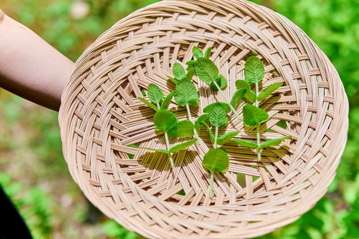 ガーデンにある菜園で栽培しているミント