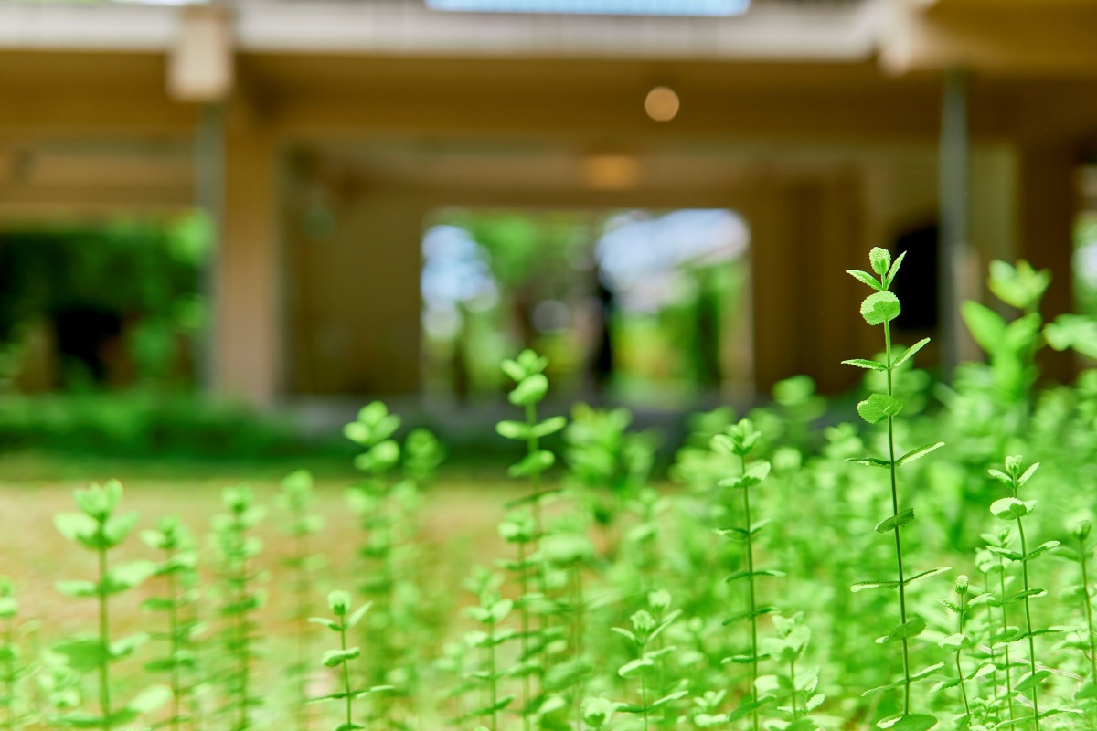 庭に育つミント