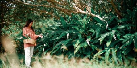 「⻄表島ホテル by 星野リゾート」の「心ほどける月桃滞在プラン」で、心安らぐリゾートステイ