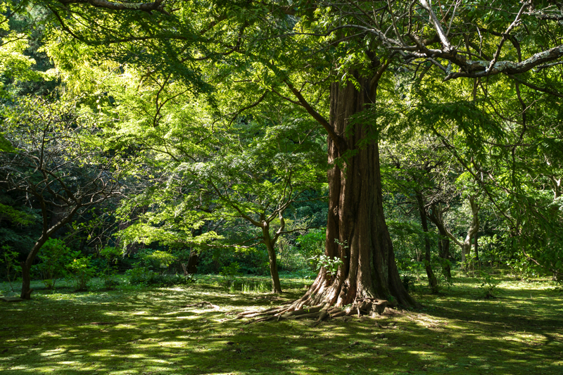 覚園寺の苔のじゅうたん