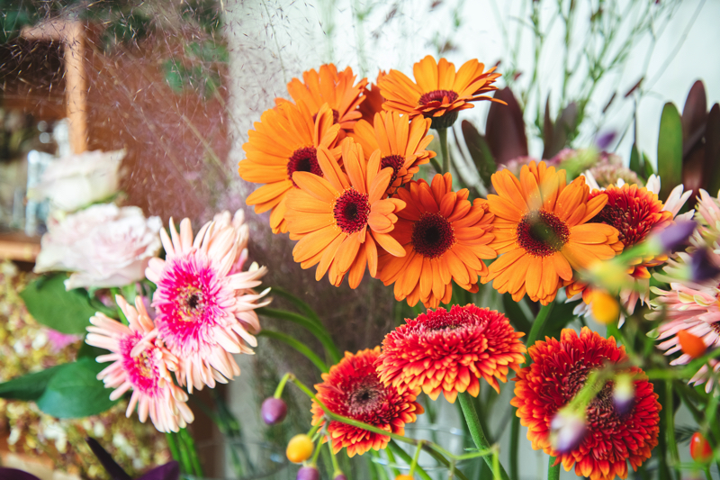 gui flower Kamakuraの花々